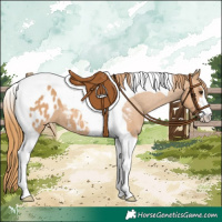 Horse Color:Chestnut Tobiano Appaloosa 