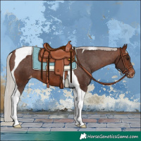 Horse Color:Silver Brown Tobiano Appaloosa 