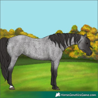 Horse Color:Smoky Blue Roan 