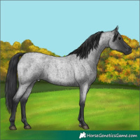 Horse Color:Blue Roan 