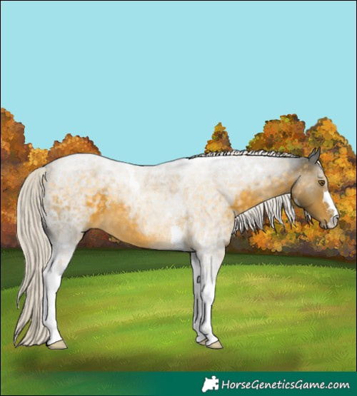 Horse Color:Silver Buckskin Tobiano 