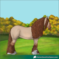Horse Color:Red Dun 