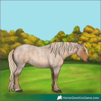 Horse Color:Chocolate Palomino Roan