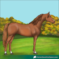 Horse Color:Chestnut 