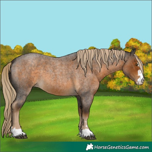 Horse Color:Chocolate Palomino Roan
