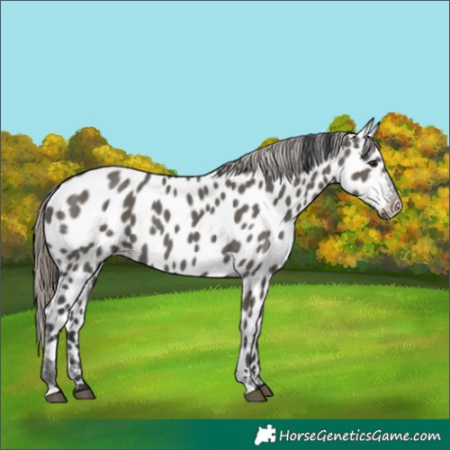 Horse Color:Grullo Near Leopard 
