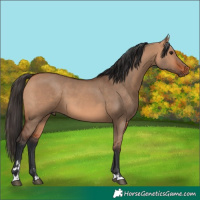 Horse Color:Bay Dun