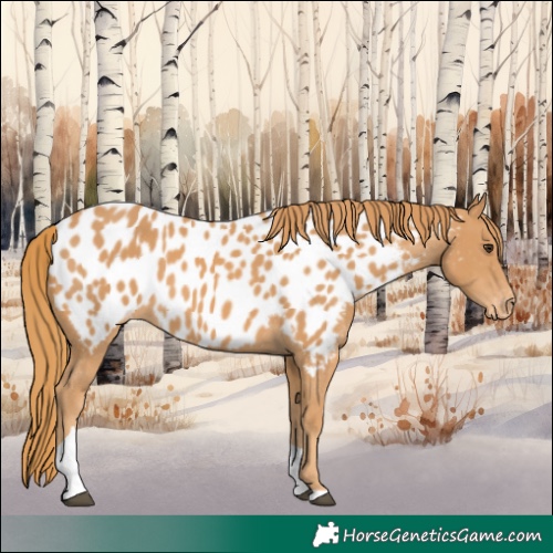 Horse Color:Chestnut Tobiano Appaloosa 