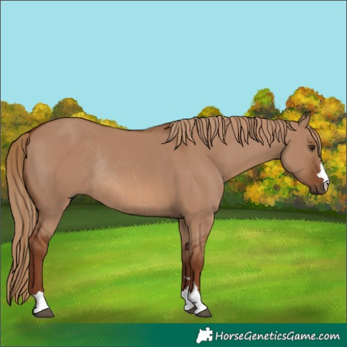 Horse Color:Red Dun Rabicano