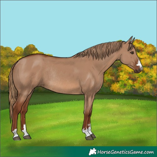 Horse Color:Red Dun Rabicano 