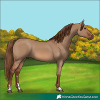 Horse Color:Red Dun 