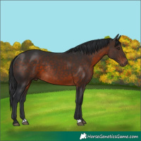 Horse Color:Brown Rabicano 