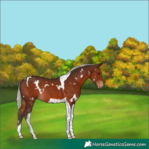 Horse Color:White Spotted Silver Brown Tobiano Rabicano