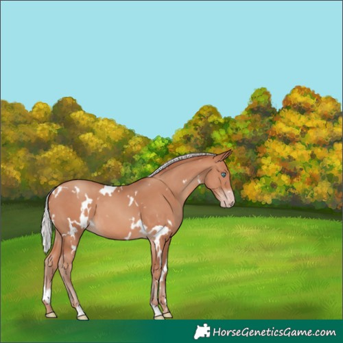 Horse Color:White Spotted Silver Sable Champagne 