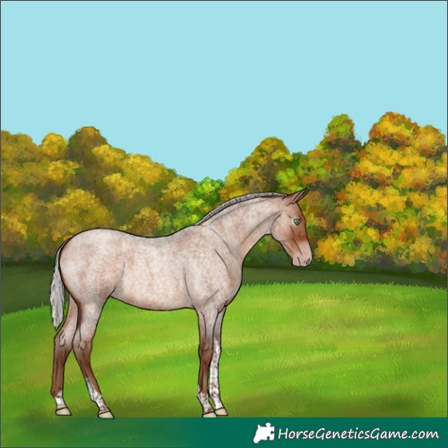 Horse Color:Gray Silver Amber Champagne Roan Tobiano 