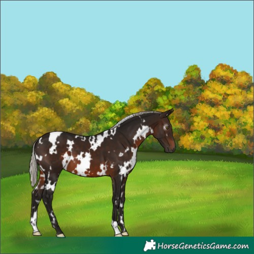 Horse Color:Gray White Spotted Silver Brown 