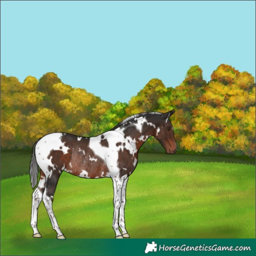 Horse Color:White Spotted Liver Chestnut Tobiano Rabicano 