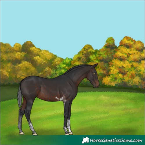 Horse Color:Brown Tobiano 