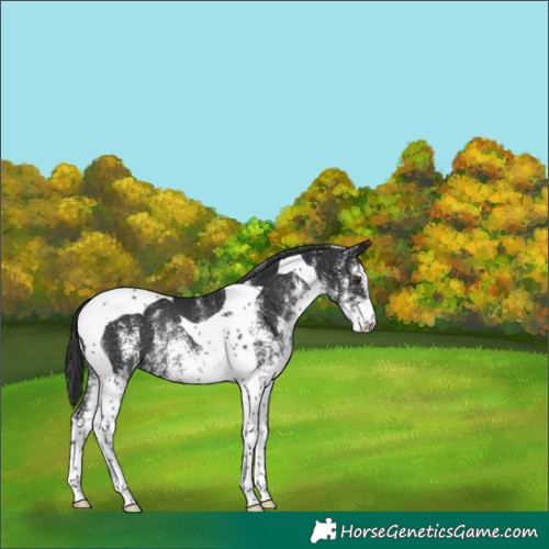 Horse Color:White Spotted Black Tobiano Rabicano 