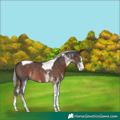 Horse Color:White Spotted Silver Brown Tobiano Rabicano 