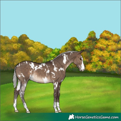 Horse Color:White Spotted Silver Brown Dun 