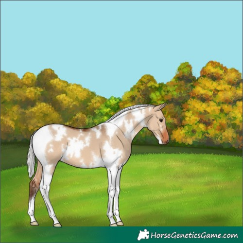 Horse Color:White Spotted Silver Brown Dun Tobiano 