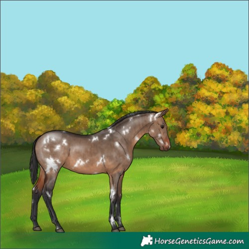 Horse Color:White Spotted Brown Dun Brindle 