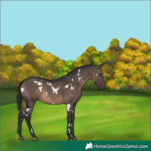 Horse Color:White Spotted Brown Dun 