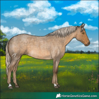 Horse Color:Chocolate Palomino Roan 