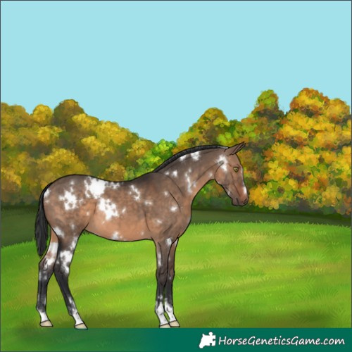 Horse Color:White Spotted Brown Dun 