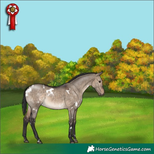 Horse Color:White Spotted Brown Dun 