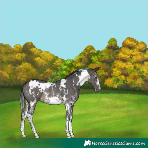 Horse Color:White Spotted Brown Dun Sabino Rabicano Brindle 