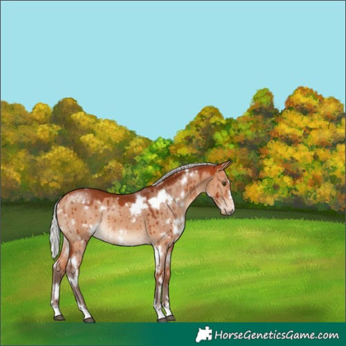 Horse Color:White Spotted Silver Bay Dun Brindle 