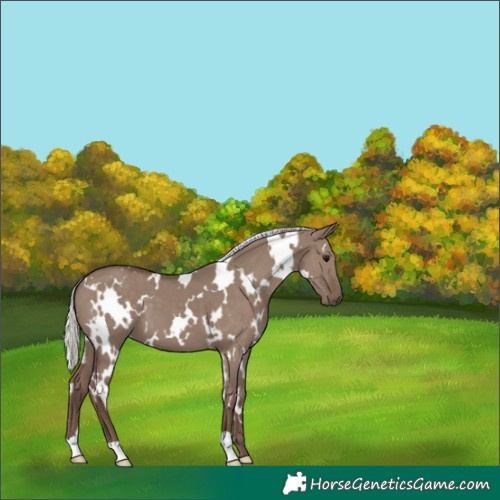 Horse Color:White Spotted Silver Grullo 