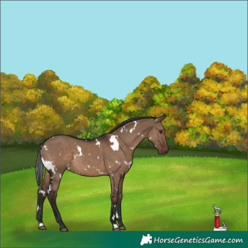 Horse Color:White Spotted Liver Red Dun 
