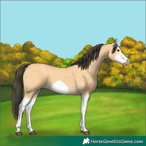Horse Color:Unknown 