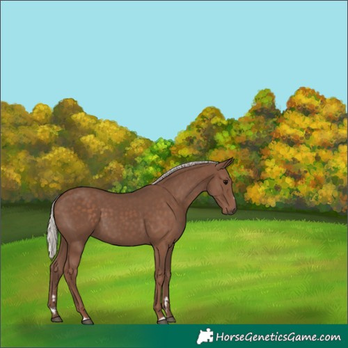 Horse Color:Silver Black 