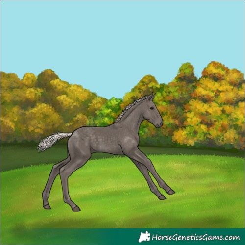Horse Color:Silver Black 