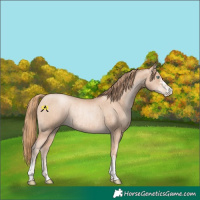 Horse Color:Gold Champagne Pearl Rabicano and Gold Champagne Pearl Rabicano