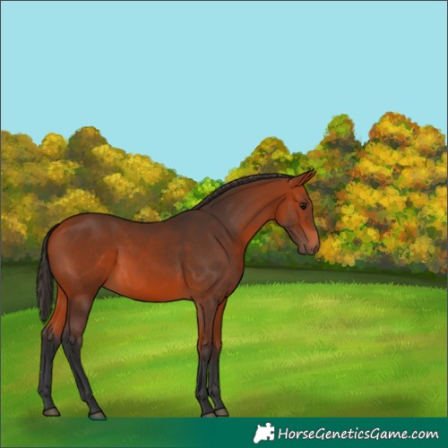 Horse Color:Bay 