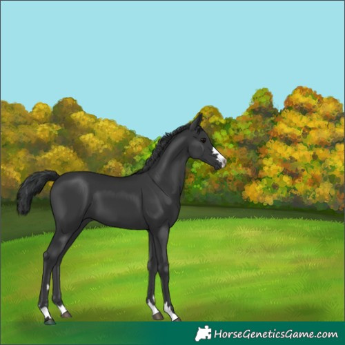 Horse Color:Black 
