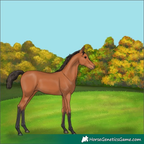 Horse Color:Bay 