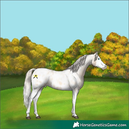 Horse Color:Chocolate Silver Smoky Grullo Onyx Splash Tobiano Appaloosa 