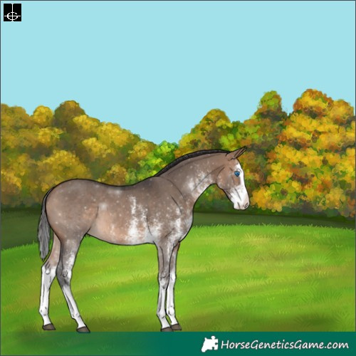 Horse Color:White Spotted Brown Dun Splash Rabicano 