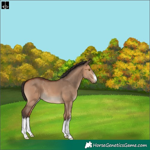 Horse Color:White Spotted Bay Dun 