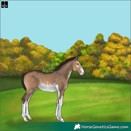 Horse Color:White Spotted Bay Dun 