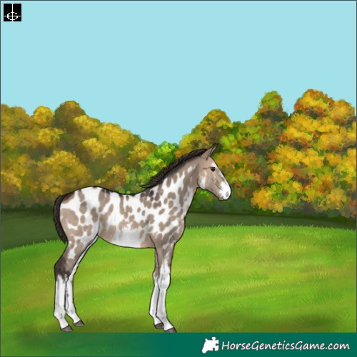 Horse Color:White Spotted Brown Dun Near Leopard Rabicano 