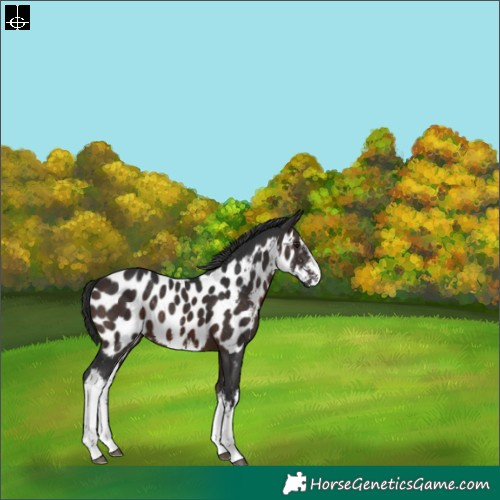 Horse Color:White Spotted Brown Near Leopard Rabicano 