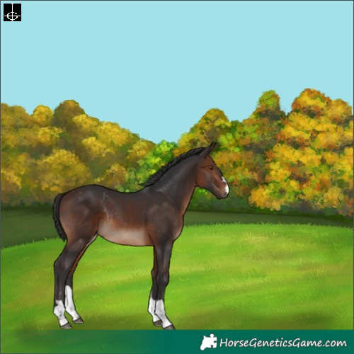 Horse Color:Brown Rabicano 