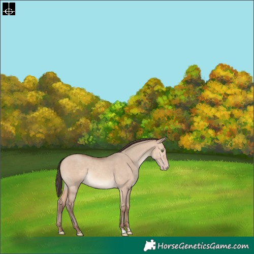 Horse Color:Amber Champagne Dun 